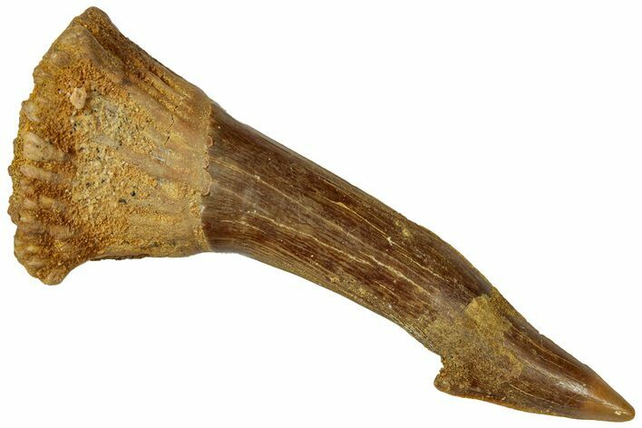 Fossil Sawfish (Onchopristis) Rostral Barb - Morocco #322864
